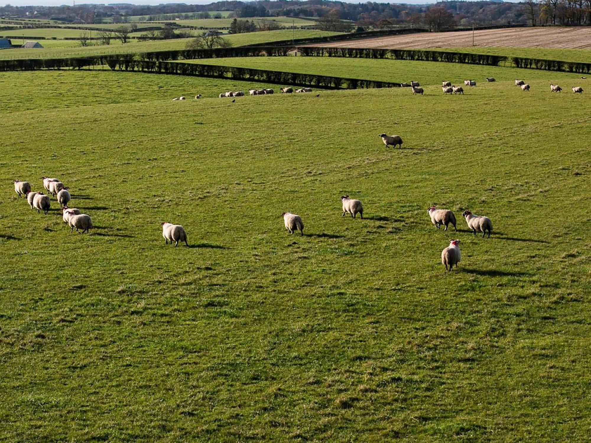 Vila Wheatfield House Kilmaurs Exteriér fotografie